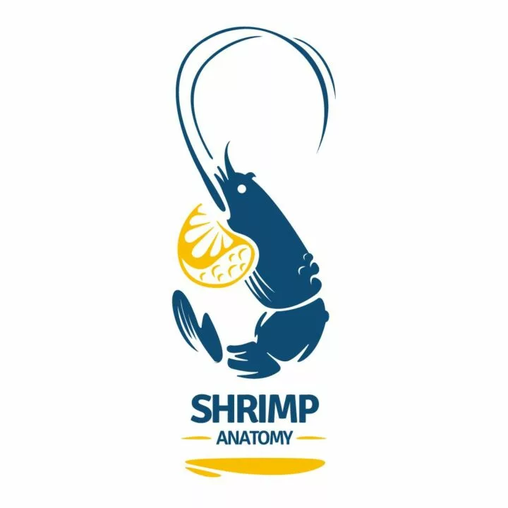 shrimp-anatomy-logo-taqyeem.webp
